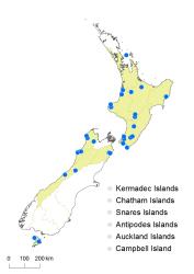 Cardamine chlorina distribution map based on databased records at AK, CHR, OTA & WELT.
 Image: K.Boardman © Landcare Research 2018 CC BY 4.0